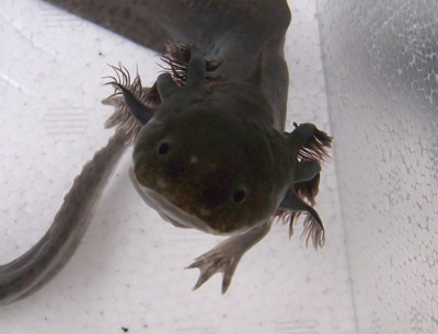 f:id:Naturalhistory:20111030163837j:image