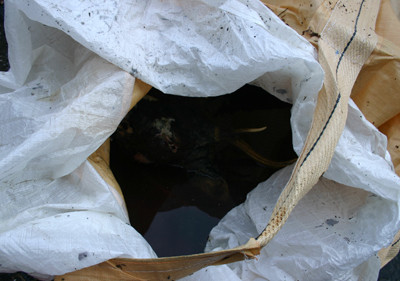 f:id:Naturalhistory:20111102102350j:image f:id:Naturalhistory:20111102102350j:image