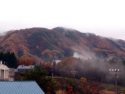 f:id:Naturalhistory:20111106105425j:image