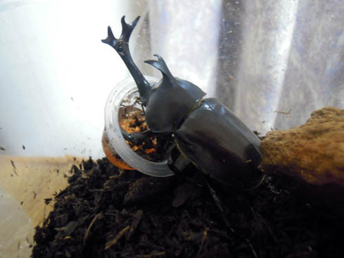 f:id:Naturalhistory:20111113193659j:image