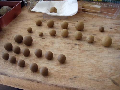 f:id:Naturalhistory:20111126114533j:image