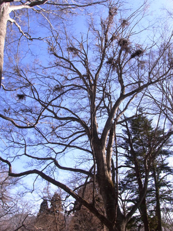 f:id:Naturalhistory:20111126114732j:image