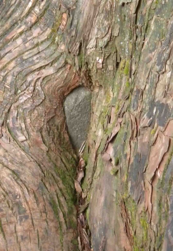 f:id:Naturalhistory:20111127094244j:image