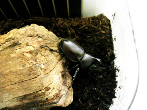 f:id:Naturalhistory:20111202074218j:image