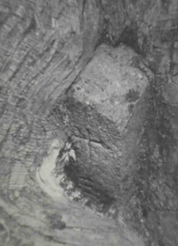 f:id:Naturalhistory:20111206165022j:image