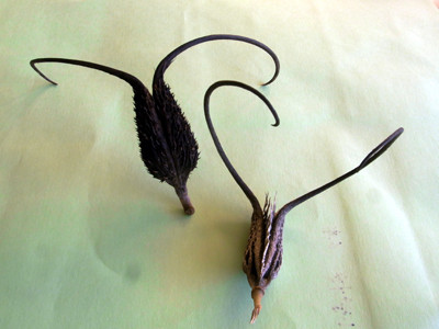 f:id:Naturalhistory:20111214155357j:image f:id:Naturalhistory:20111214155357j:image