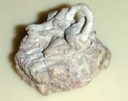 f:id:Naturalhistory:20111221155318j:image