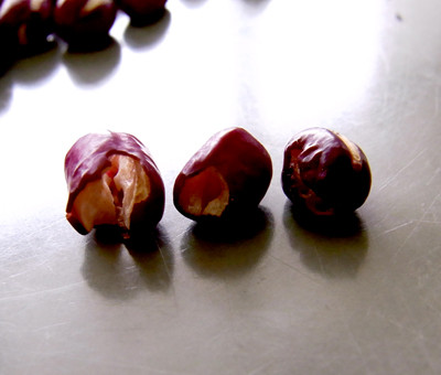 f:id:Naturalhistory:20111225132755j:image
