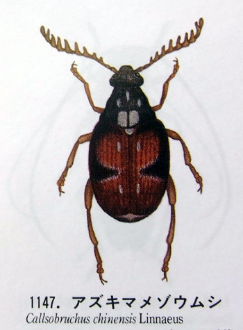 f:id:Naturalhistory:20111225132836j:image