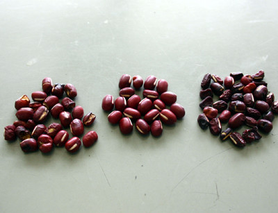 f:id:Naturalhistory:20111225134810j:image