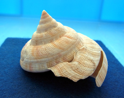 f:id:Naturalhistory:20120105145845j:image f:id:Naturalhistory:20120105145845j:image
