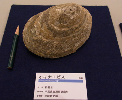 f:id:Naturalhistory:20120105163103j:image f:id:Naturalhistory:20120105163103j:image