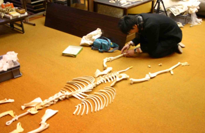 f:id:Naturalhistory:20120108161851j:image