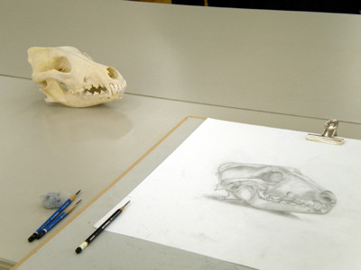f:id:Naturalhistory:20120202095710j:image
