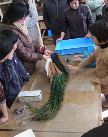 f:id:Naturalhistory:20120205094835j:image