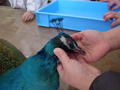 f:id:Naturalhistory:20120205100454j:image