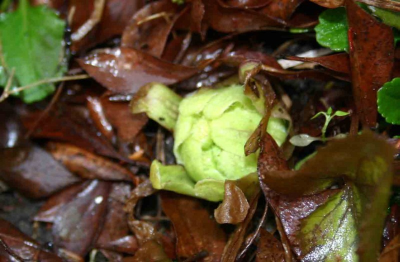 f:id:Naturalhistory:20120207161803j:image