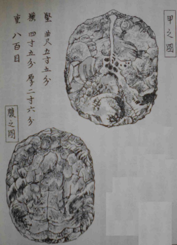 f:id:Naturalhistory:20120212162648j:image