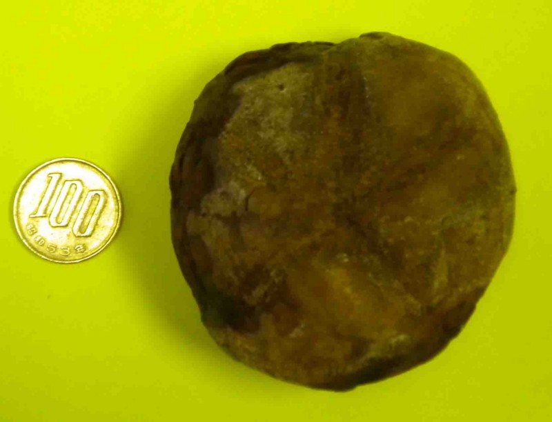 f:id:Naturalhistory:20120212171407j:image