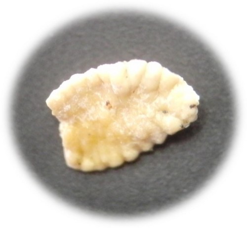 f:id:Naturalhistory:20120215164437j:image