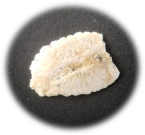 f:id:Naturalhistory:20120215164507j:image