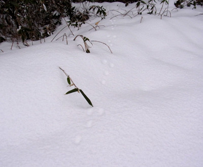 f:id:Naturalhistory:20120217142803j:image