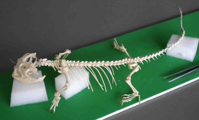 f:id:Naturalhistory:20120222165445j:image