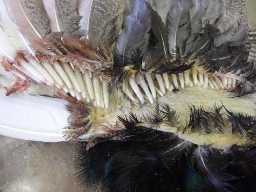 f:id:Naturalhistory:20120223141032j:image