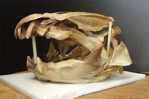f:id:Naturalhistory:20120224161017j:image