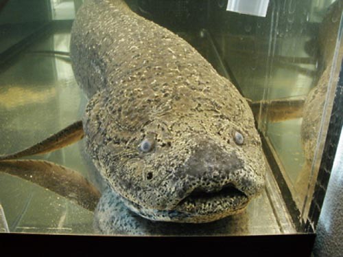 f:id:Naturalhistory:20120225175619j:image