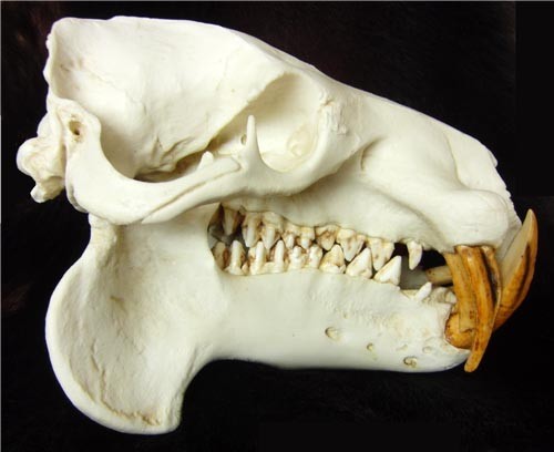 f:id:Naturalhistory:20120226135322j:image