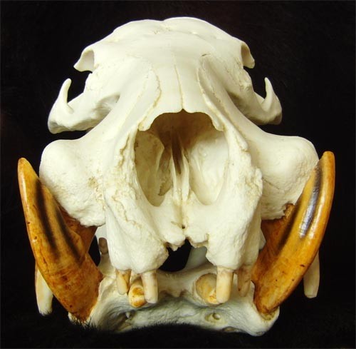 f:id:Naturalhistory:20120226135349j:image