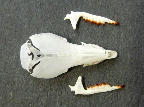 f:id:Naturalhistory:20120226141928j:image