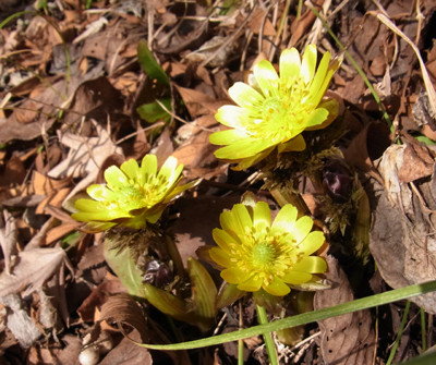 f:id:Naturalhistory:20120301150413j:image