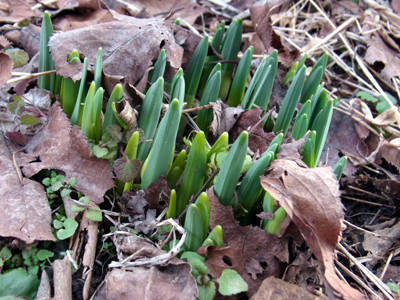 f:id:Naturalhistory:20120301164446j:image