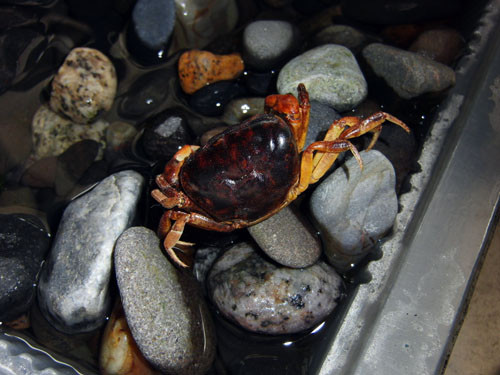 f:id:Naturalhistory:20120303154723j:image