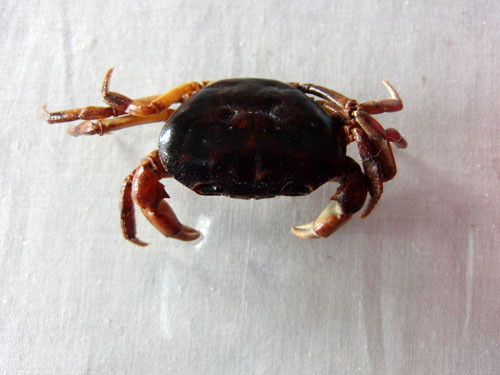 f:id:Naturalhistory:20120303154850j:image