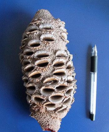 f:id:Naturalhistory:20120307145235j:image f:id:Naturalhistory:20120307145235j:image