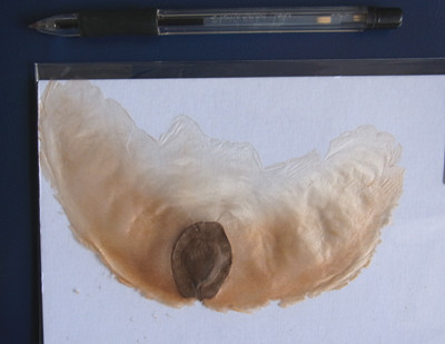 f:id:Naturalhistory:20120307145355j:image f:id:Naturalhistory:20120307145355j:image