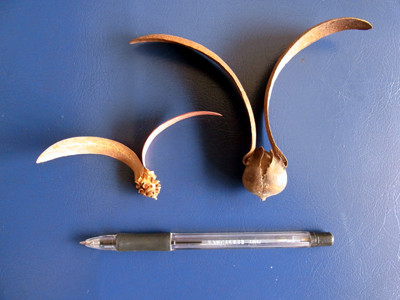 f:id:Naturalhistory:20120307145531j:image f:id:Naturalhistory:20120307145531j:image
