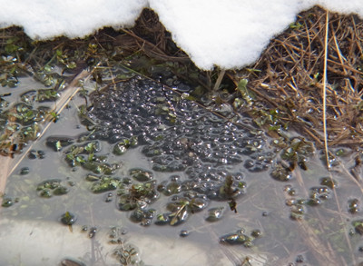 f:id:Naturalhistory:20120326133049j:image