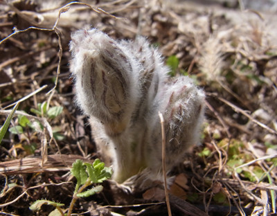 f:id:Naturalhistory:20120327102444j:image