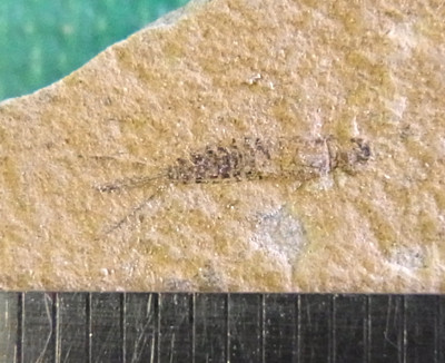 f:id:Naturalhistory:20120405165253j:image