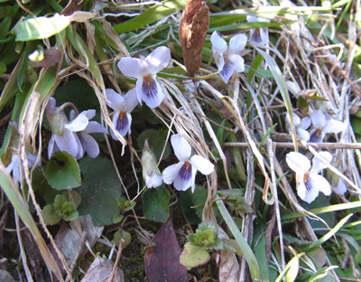 f:id:Naturalhistory:20120406164609j:image f:id:Naturalhistory:20120406164609j:image