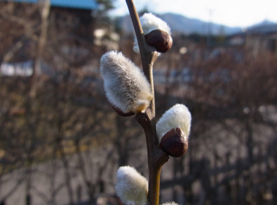 f:id:Naturalhistory:20120406165052j:image f:id:Naturalhistory:20120406165052j:image