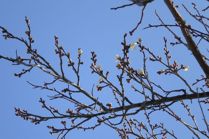 f:id:Naturalhistory:20120412153751j:image