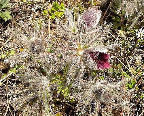 f:id:Naturalhistory:20120412160331j:image