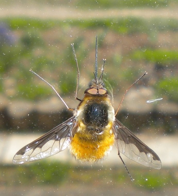 f:id:Naturalhistory:20120421161123j:image