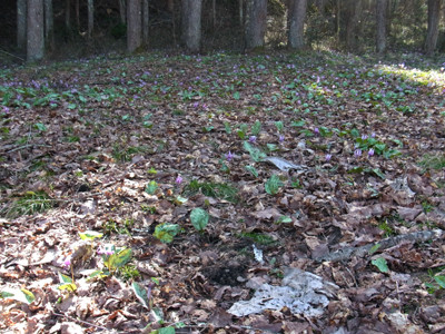 f:id:Naturalhistory:20120428144100j:image
