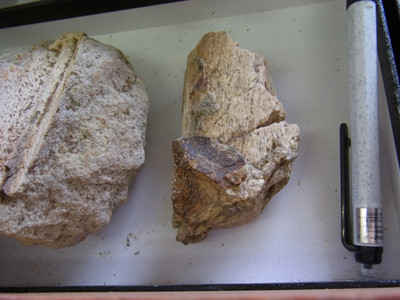 f:id:Naturalhistory:20120502130900j:image f:id:Naturalhistory:20120502130900j:image